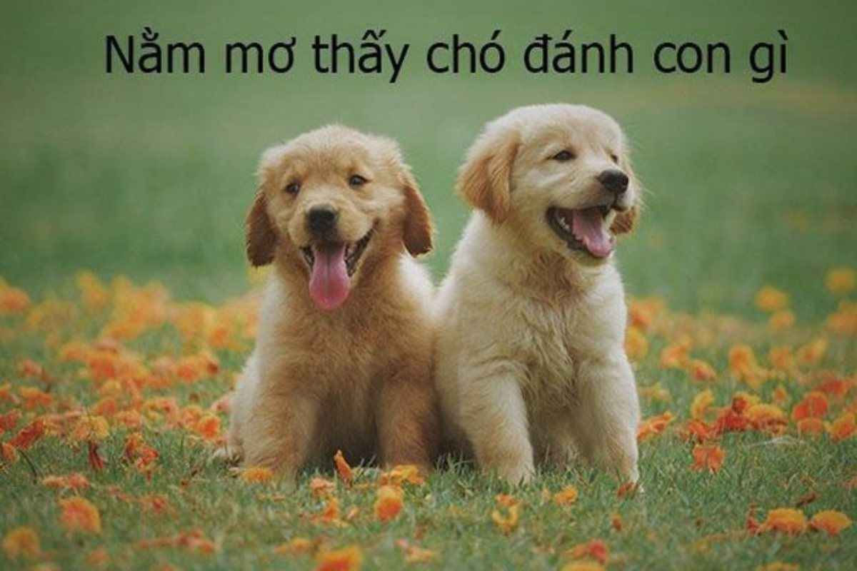 nằm mơ thấy chó đánh số mấy